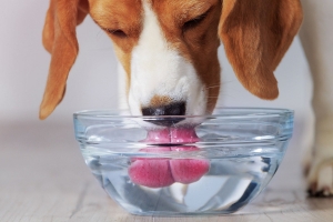 Hydration Delight Unlocking the Secrets of Digestion Water for Dogs